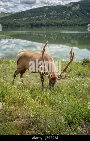 Huge bull elk standing in green grass and wildflowers with large antlers in full summer velvet in the Rocky Mountains in Canada Stock Photo