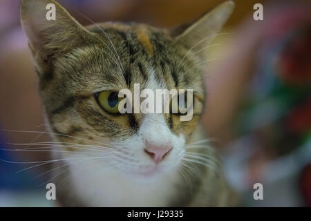 Asia,Thailand Cat  - (Selective focus) Stock Photo