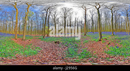 360º Spherical Panoramic picture of bluebells under beech trees at Micheldever woods near Winchester, Hampshire. Stock Photo