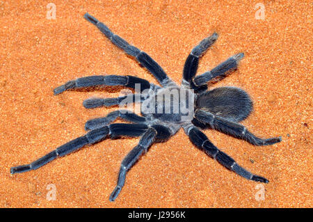 Queensland Whistling or Barking spider (Selenocosmia crassipes) Adult male Stock Photo