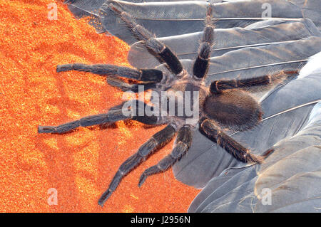 Queensland Whistling or Barking spider (Selenocosmia crassipes) Adult male Stock Photo