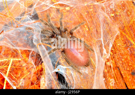 Queensland Whistling or Barking spider (Selenocosmia crassipes) 1 cm Spiderling male 2.5cm Stock Photo