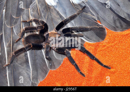 Queensland Whistling or Barking spider (Selenocosmia crassipes) Adult male Stock Photo