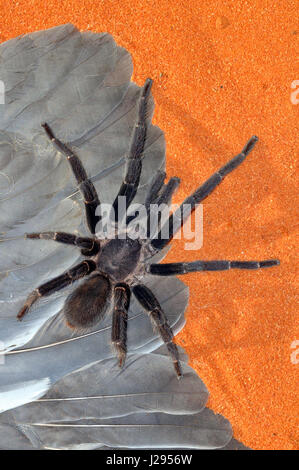 Queensland Whistling Whistling or Barking spider (Selenocosmia crassipes) Adult male Stock Photo