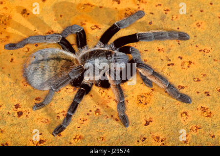 Thai Golden Fringe tarantula (Ornithoctonus aureotibialis) Stock Photo