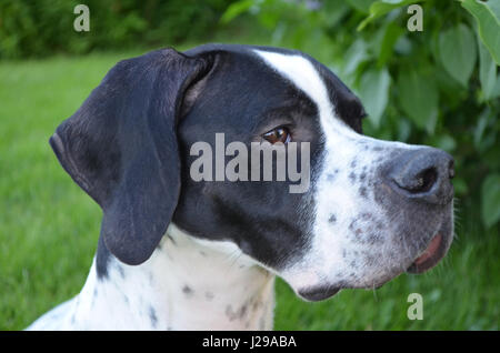English pointer dog head portrait Stock Photo