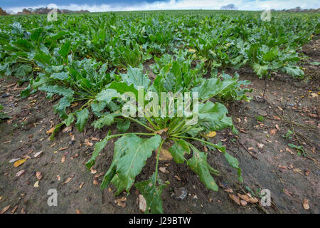 Sugar beet growing in a field, Suffolk, UK. Stock Photo