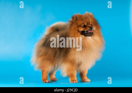 Pomeranian spitz portrait at studio on blue background Stock Photo