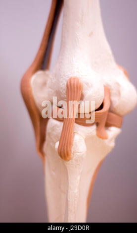 Knee and meniscus medical study student anatomy model showing bones, tendons and ligaments for teaching in clinic. Stock Photo