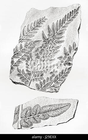 Fern fossils in coal.  From The World's Foundations or Geology for Beginners, published 1883. Stock Photo