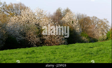 Hedge with wild cherry blossoms (North Mayenne, Loire country, France). Stock Photo