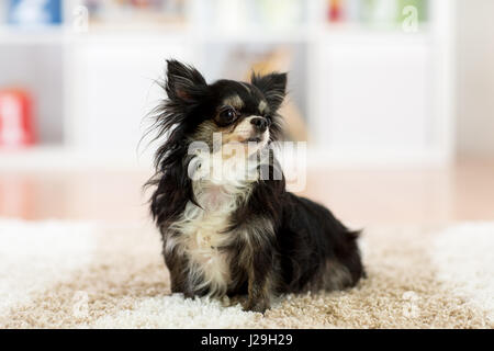 beautiful chihuahua dog indoors Stock Photo