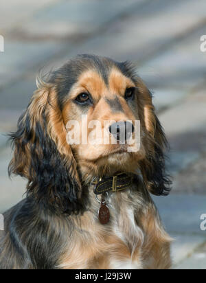 English Show Cocker Spaniel Puppy three-quarter profile. Stock Photo