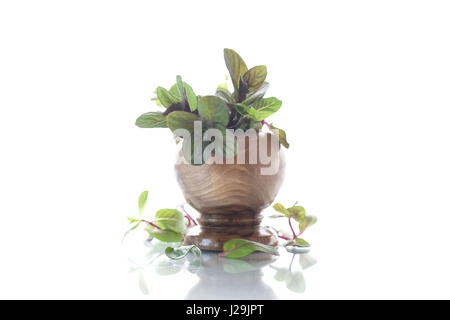 A bunch of fresh spring mint in a wooden vase Stock Photo
