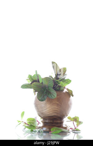 A bunch of fresh spring mint in a wooden vase Stock Photo