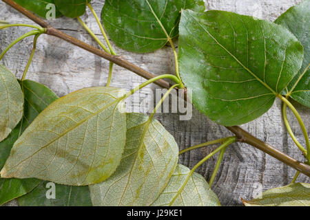 Balsam-Pappel, Balsampappel, Blatt, Blätter, Populus spec., balsam poplar, leaf, leaves Stock Photo