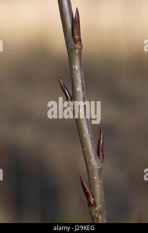 Balsam-Pappel, Balsampappel, Knospe Knospen, Populus spec., balsam poplar, bud, buds Stock Photo