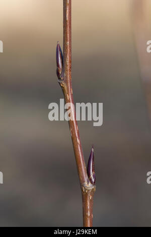 Balsam-Pappel, Balsampappel, Knospe Knospen, Populus spec., balsam poplar, bud, buds Stock Photo