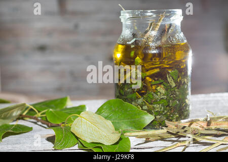 Balsam-Pappel, Balsampappel, Rinde, Borke und Blätter werden in Öl eingelegt, Balsampappelöl, Populus spec., balsam poplar, bark, rind and leaf, leave Stock Photo