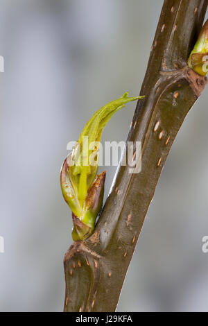 Balsam-Pappel, Balsampappel, Pappel, Knospe, Knospen, Pappelknospe, Pappelknospen, Populus spec., balsam poplar, bud, buds Stock Photo