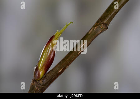 Balsam-Pappel, Balsampappel, Pappel, Knospe, Knospen, Pappelknospe, Pappelknospen, Populus spec., balsam poplar, bud, buds Stock Photo