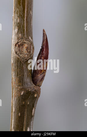 Balsam-Pappel, Balsampappel, Pappel, Knospe, Knospen, Pappelknospe, Pappelknospen, Populus spec., balsam poplar, bud, buds Stock Photo