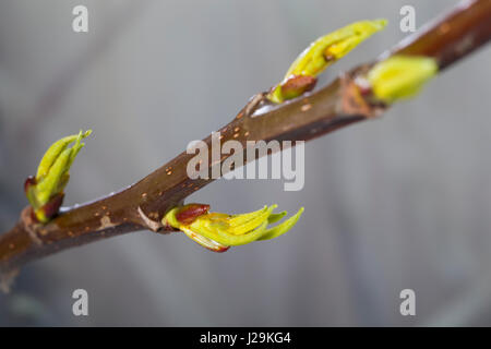 Balsam-Pappel, Balsampappel, Pappel, Knospe, Knospen, Pappelknospe, Pappelknospen, Populus spec., balsam poplar, bud, buds Stock Photo