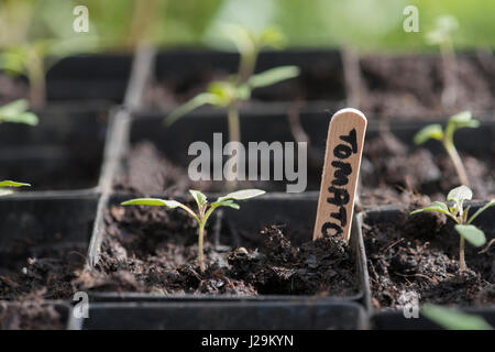 Solanum pimpinellifolium. Red Currant tomato seedlings. Heritage / Heirloom variety of tiny cherry tomato Stock Photo