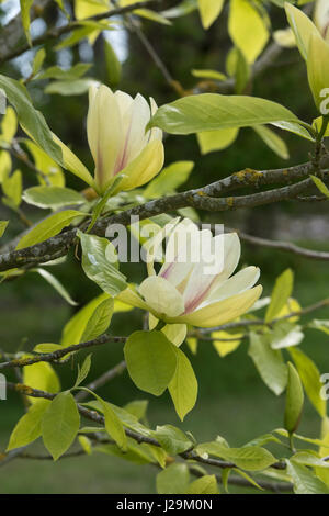 Magnolia 'Banana Split' flower in April. Yellow flowering Magnolias Stock Photo
