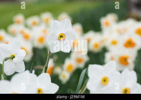 Narcissus 'Actaea'. Daffodil 'Actaea'. Pheasant Eye daffodils Stock Photo