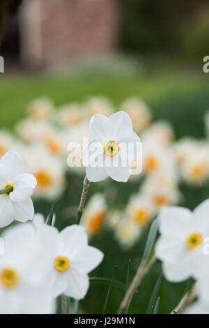 Narcissus 'Actaea'. Daffodil 'Actaea'. Pheasant Eye daffodils Stock Photo