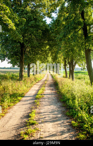 Avenue lined with linden Stock Photo