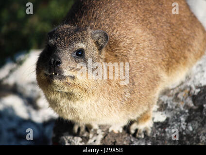 Portrait close-up of a cute furry rock hyrax - Dassie Stock Photo