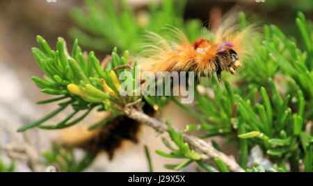 cape lappet moth Caterpillar Stock Photo