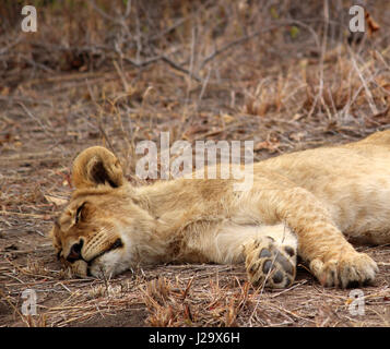 Stunning wild lion cub resting in the bush Stock Photo