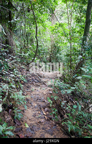 Hin Lad waterfalls Vegetation Path in Ko Samui, Thailand Stock Photo