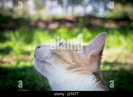 Close up of beautiful calico cat looking up at a bird in tree outdoors Stock Photo