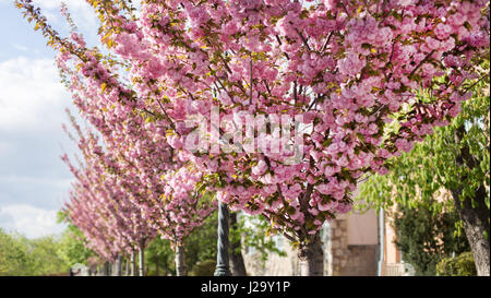 Cherry trees with pink blossom at Toth Arpad street, Budapest, Hungary Stock Photo