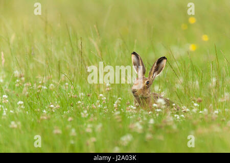 Brown Hare  adult sniffing long grass in clover meadow  Powys, Wales, UK Stock Photo