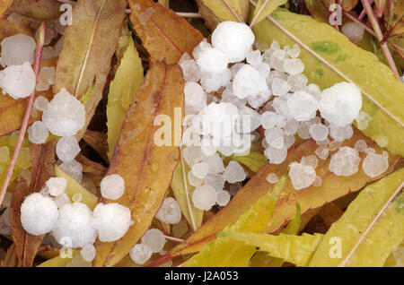 Hailstones on the leaves of Ash in autumn color Stock Photo