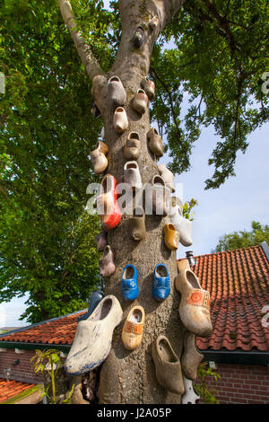 Wooden shoes on an Ash tree at a country home in the Westland imagining a long memory. Stock Photo