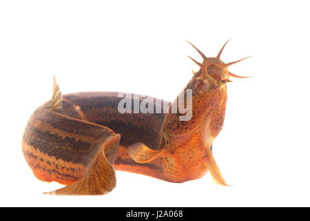 rendered photo of a pond loach against a white background Stock Photo