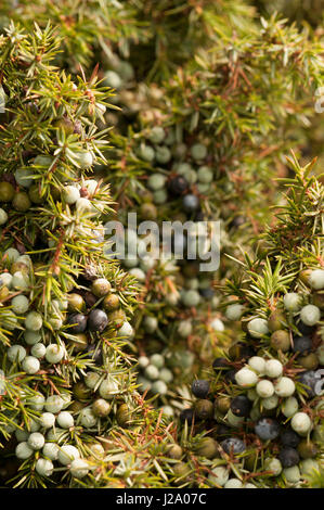 Close-up of berries of common juniper Stock Photo