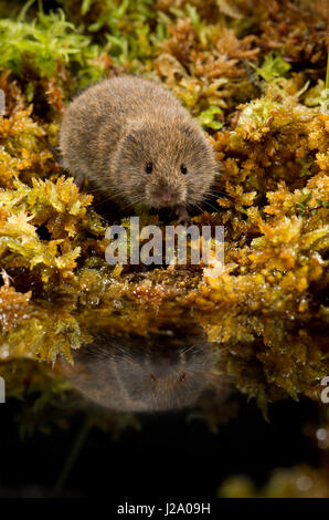 The field vole or short-tailed vole, Microtus agrestis, is a grey-brown vole, around 110mm in length, with only a short tail. They are one of the most common mammals in Europe, ranging from the Atlantic coast to Lake Baikal. They are found in moist grassy habitats, such as woodland, marsh, or river banks. Although they dig burrows, they usually build nests above ground. As an important food source for owls and some other predators, their population peaks and troughs in a four-year cycle. Stock Photo