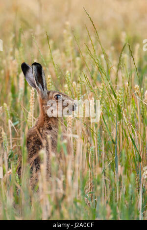 Brown Hare  adult nibbling wheat in wheat field  Powys, Wales, UK Stock Photo