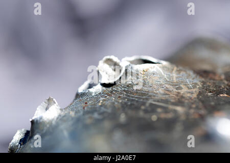 Macro shot of bullet holes after a target shooting in a aluminum pan. Stock Photo