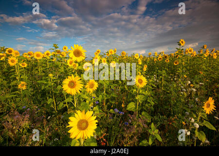 Field with sunflowers Stock Photo
