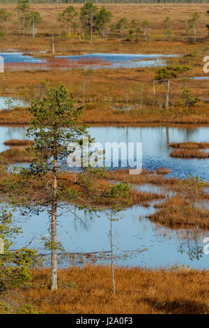 Norway spruce (Picea abies), raised hide in s spruce forest, Germany ...