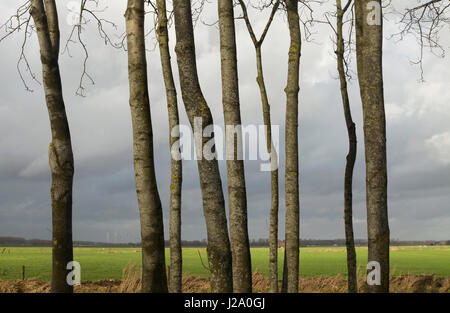 Poplar trees in a lowland polderlandscape. Stock Photo