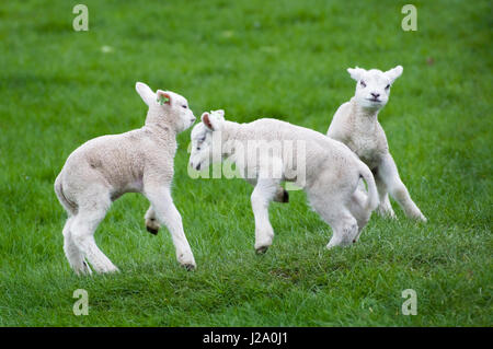 Three playing lambs in a meadow in spring Stock Photo